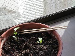 ���΂炭�҂��Ă�������