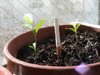 ���΂炭�҂��Ă�������