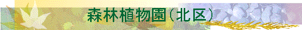 �X�ѐA�����i�k��j