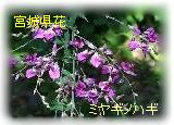 {錧-~MmnM