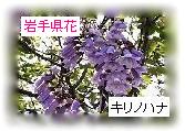 茧-L