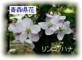 X-S̃ni