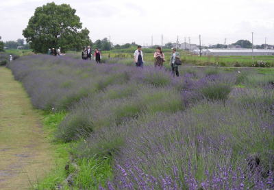 城趾あやめ園