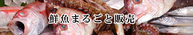 鮮魚まるごとそのまま販売ページへ