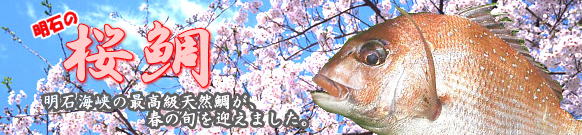 春の旬、明石の天然桜鯛