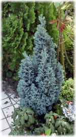 うちにあるコニファーたちです ブルー系のコニファーです ブルーアイス 何処に植えても強いです 綺麗な銀色 のコニファーです ブルーヘブン 陰でもよく育ちます 透き 通るような綺麗な青色 スカイロケット とにかく強くて 生長が早い です