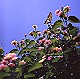 0301_thumb.jpg