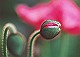 1302_thumb.jpg