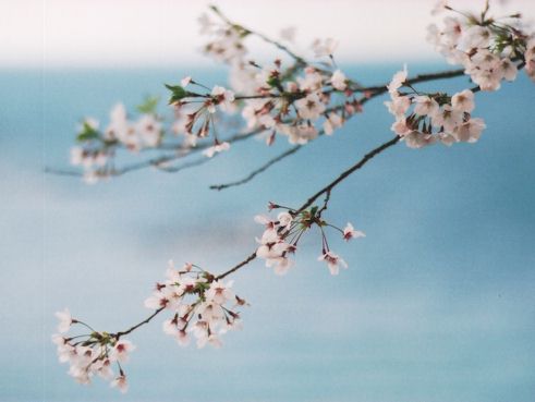 sakura.jpg